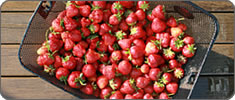 North Shore Strawberry Picking North of Boston Massachusetts