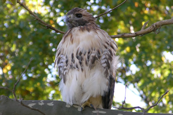 A well fed hawk rests marshside in the Crane Wildlife Refuge