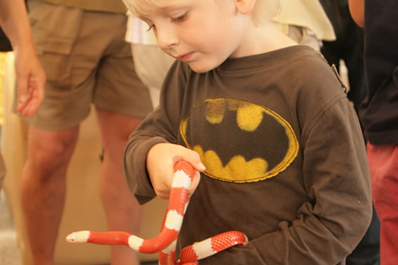Albino Milk Snake being held by a child at Cape Ann Vernal Pond Team demonstration