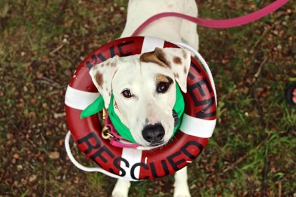Pet owners and rescuers are encouraged to come to the Cape Ann Animal Aids Rescue Reunion at Stage Fort Park in Gloucester!