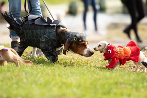 Animal Adventure Dachshund Halloween Seasonal Decor