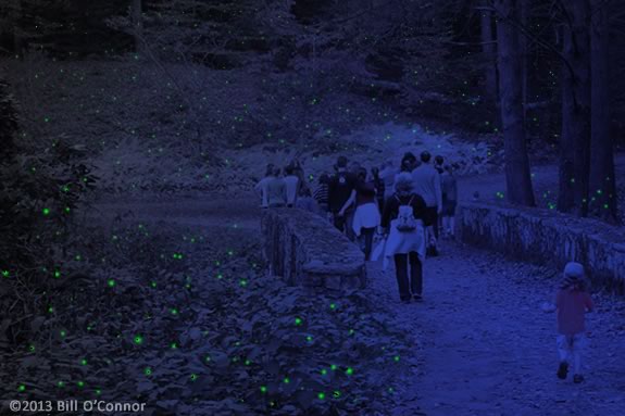 Come Explore Maudslay State Park on a Firefly Expedition! 