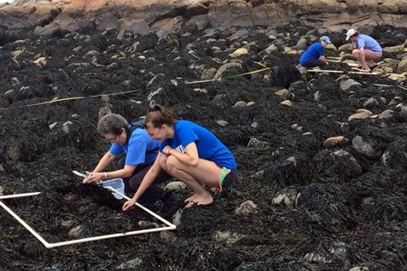 Seaside Sustainability Intern Molly and Francie Caudill of Manchester Coastal Stream Team collect data for Salem Sound Coastwatch