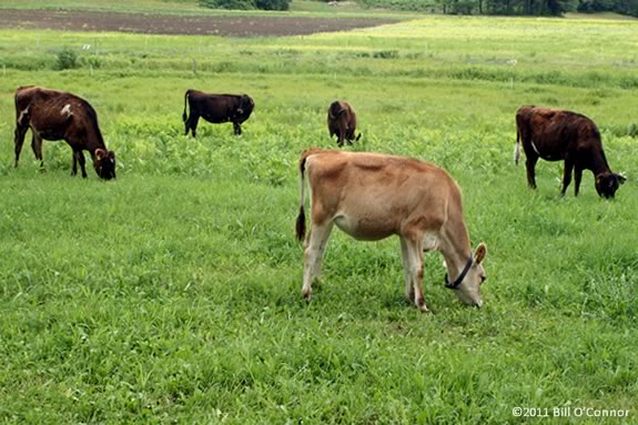 Appleton Farms Dairy Store in Ipswich is now open on Saturdays! Appleton Farms Dairy Store is now open on Saturdays!