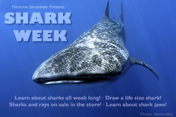 Learn about sharks all week long at Maritime Gloucester!