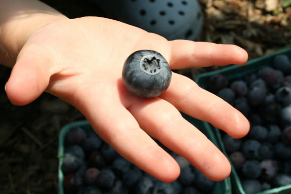 This jumbo blueberry was picked at Russell Orchards in Ipswich, Massachusetts