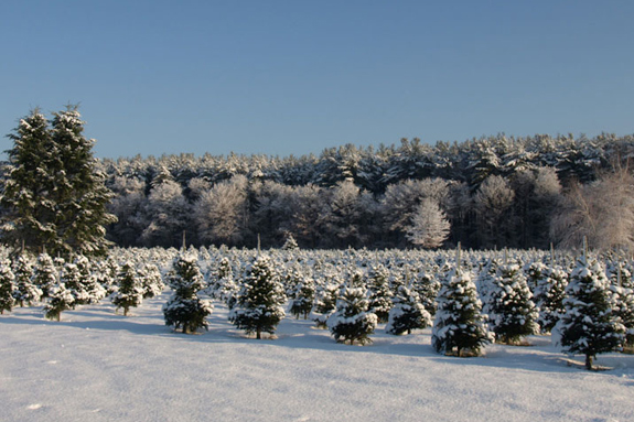 Cut your own Christmas Tree farms north of Boston Massachusetts on the North Shore
