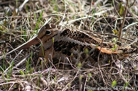 Thge American Woodcock is just one of the creatures you'll see on this explorati