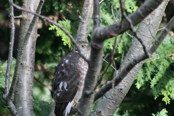 What you plant in your yard determines the kid of wildlife that visits!