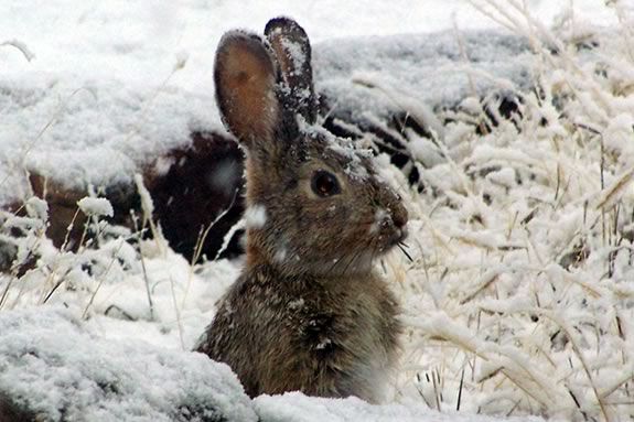 What animals do you see in winter?  Find out at IRWS in Topsfield Massachusetts