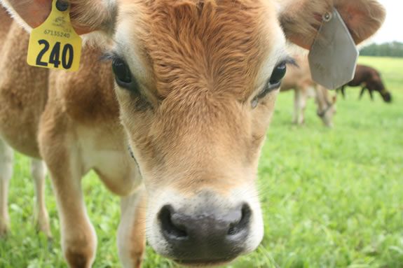 Kids work hand in hand with our dairy farmers at Appleton Farms in Ipswich, MA.