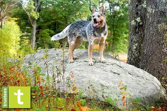 Bring your dog to the Appleton Farms Grass rides for an after Thanksgiving Hike! 