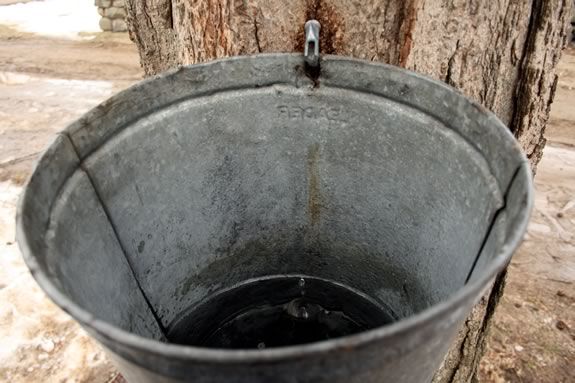 Rent a bucket to harvest Maple Sap and convert it to Maple Syrup at IRWS!