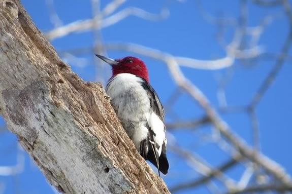 Come to Appleton Farms in Ipswich Massachussetts to learn birding basics!