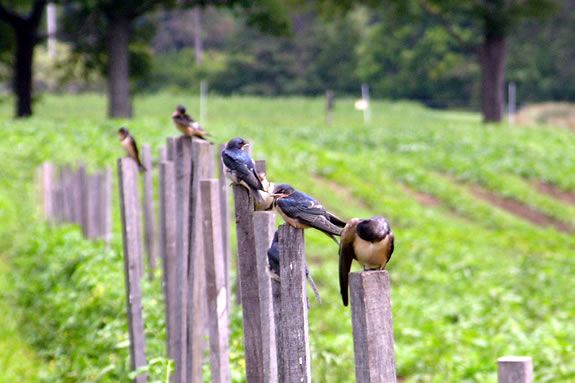 The fields at Appleton Farms provide safe habitiat for a diverse bird population in Ipswich Massachusetts