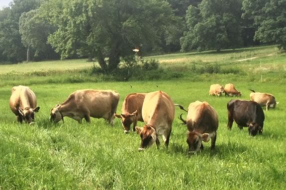 Witness the rhythms and relics of New England's oldest working farm in Ipswich M