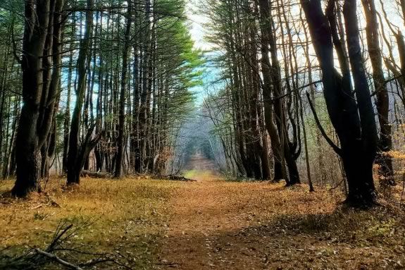 Stroller Walks at Appleton Farms help families with toddlers to connect with nature in Ipswich Massachusetts!