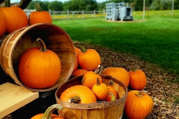 Harvest Farmer's Market at Appleton Farms in Ipswich Massachusetts