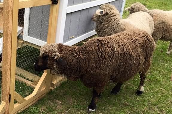 Learn about the process of making felt from wool at Appleton Farms in Ipswich Massachusetts during February Vacation! Learn about the process of making felt from wool at Appleton Farms in Ipswich Massachusetts during February Vacation!