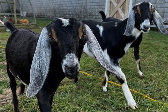 A Halloween Themed Boo in the Barnyard at Appleton Farms in Ipswich Massachusetts!