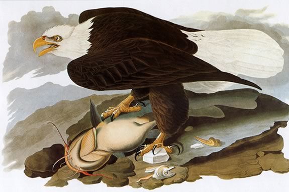 John James Audubon's painting of a Bald Eagle. Come to Joppa Flats to learn more