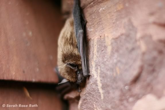 Kids will learn about bats at Halibut Poijnt State Park in Rockport, Massachsuetts! Image ©Serah Rose Roth
