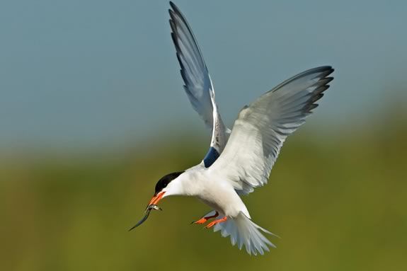 Kids will learn about geese and terns in this fun learning session at Joppa Flats Education Center! Photo: A common Tern from the Audubon Field Guide
