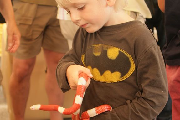 Albino Milk Snake being held by a child at Cape Ann Vernal Pond Team presentation. ©Bill O'Connor