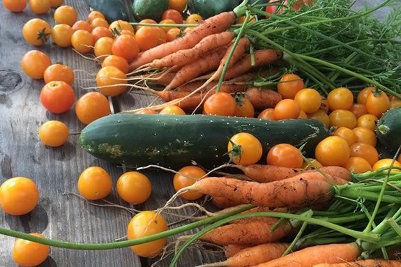 Celebrate sustainable living with Backyard Growers Program in Gloucester MA