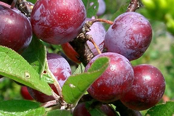 Learn about Beach Plums and making jam at this 'Appleton Cooks' Session in Ipswich MA! 