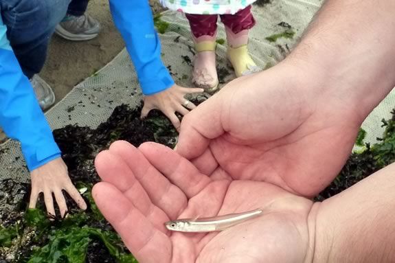 Beach seining is a scientific tool used by marine biologists and scientists. Salem Coastwatch