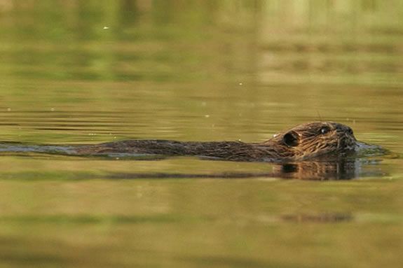 You may get a glimpse of one of the sanctuary's beaver on this exploration!