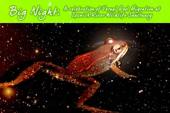 Come explore the vernal pools of Ipswich River Wildlife Sanctuary with Mass Audubon! Come explore the vernal pools of Ipswich River Wildlife Sanctuary with Mass Audubon!