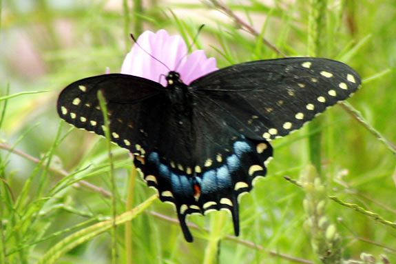 Learn all about butterflies on this FREE guided hike at The Trustees of Reservations' Ward Reservation! 