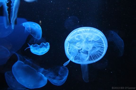 Kids will learn about coral and jellyfish, then make their own at Maritime Glouc