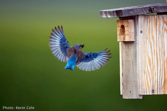 Bring the kids and learn how to build a bluebird house at Mass Audubon's IRWS