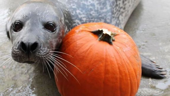 Boo at the Buttonwood Zoo