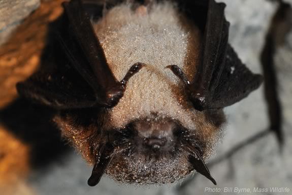 Learn about bats and the role they play in the ecosystem at Maudlsay State Park in Newburyport with DCR Bat Research Monitor Amanda Melinchuk