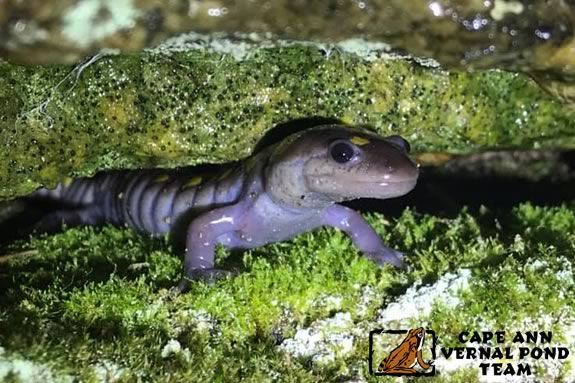 Learn about spotted salamanders and vernal creatures from the Cape Ann Vernal Pond Team 