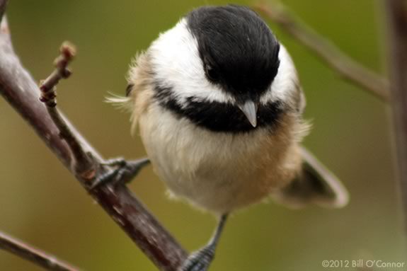 The Explore! North Shore hiking series will get you outside and moving at Moraine Farm in Beverly Massachusetts