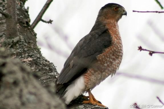 Come to Parker River Wildlife Sanctuary for a self-guided 'Signs of Spring' scavenger hunt. Image ©Bill O’Connor