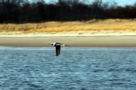 Come explore the world of our resident winter birds here at Crane Wildlife Refuge in Ipswich Massachusetts
