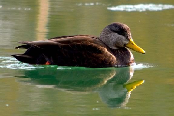 Come explore the world of our resident winter birds here at Crane Estate in Ipswich Massachusetts