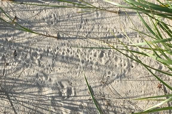 Learn about reading tracks and other signs of wildlife at the Crane Wildlife Refuge in Ipswich Massachusetts.