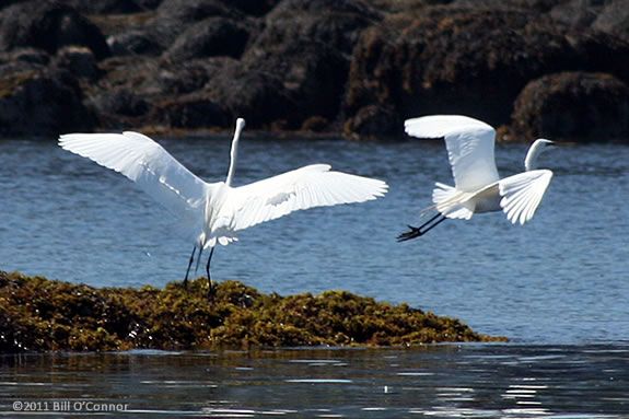 Cranes are just one of the types of shore birds that you'll see on this cruise hosted by Joppa Flats education center. Cranes are just one of the types of shore birds that you'll see on this cruise