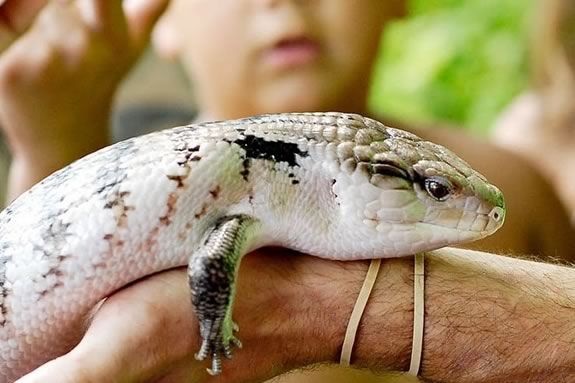 Curious Creatures live animal presentation at Ipswich Public Library in Massachusetts