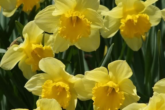D Day stands for Daffodil Day at Sedgweick Garden in Beverly Massachusetts D Day stands for Daffodil Day at Sedgweick Garden in Beverly Massachusetts