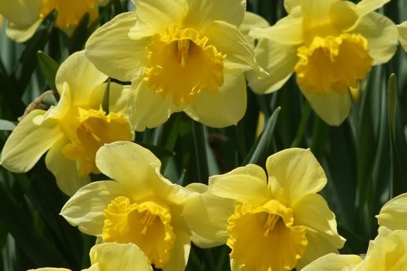 D Day stands for Daffodil Day at Sedgweick Garden in Beverly Massachusetts