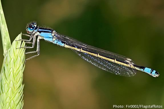 Dragon Flys and Damsels flys eat a steady diet of mosquitos! Find out all about them at the Maudslay State Park