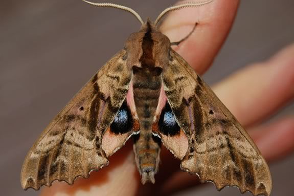 Come learn about moths at the Trustees of Reservations' Stevens-Coolidge Estate in North Andover